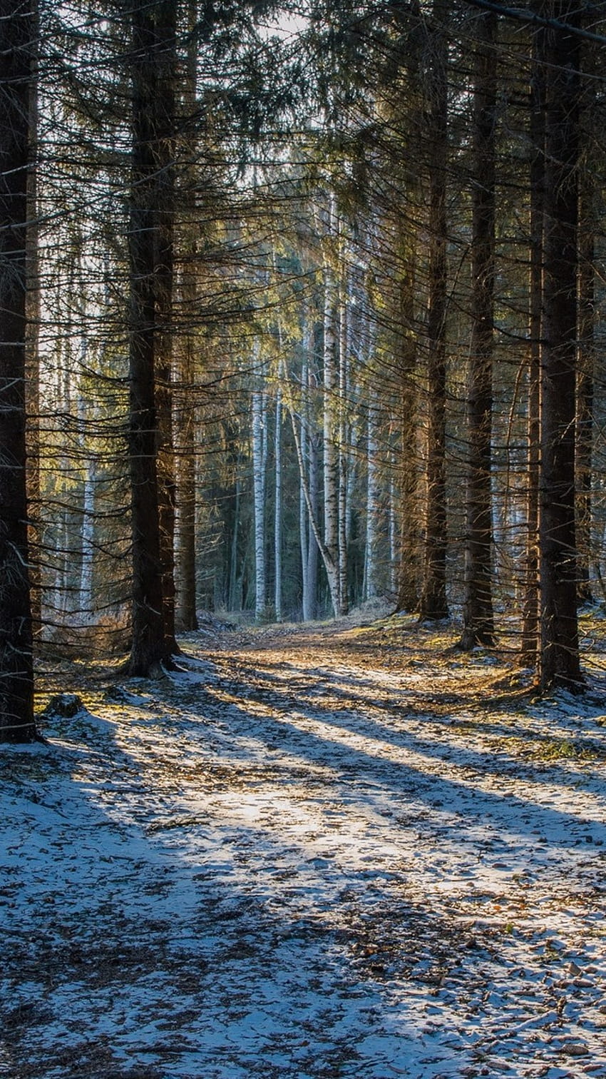 Finland, Savonlinna, forest, trees, snow, winter 750x1334 iPhone 8/7/6 ...