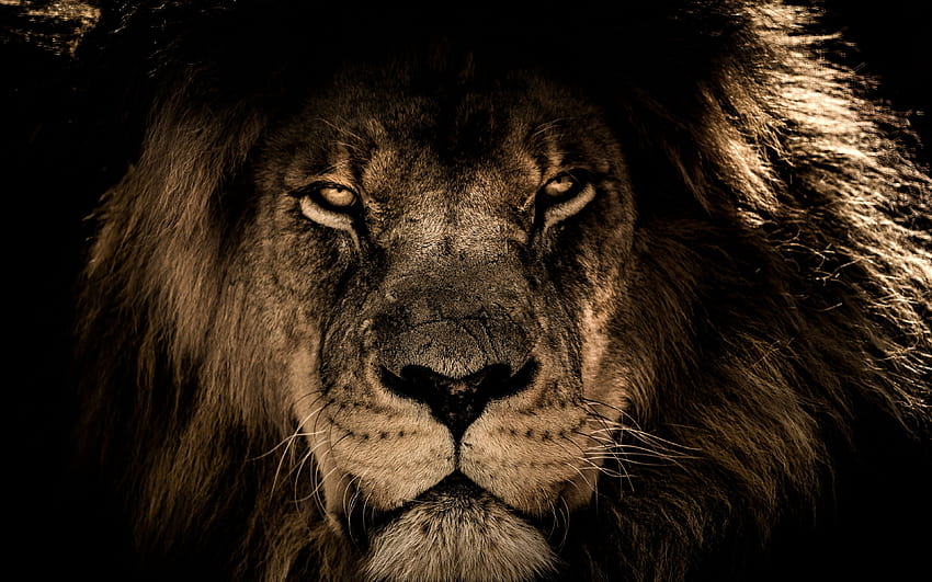 León africano, Bestia, Hocico, , 209a4a fondo de pantalla | Pxfuel