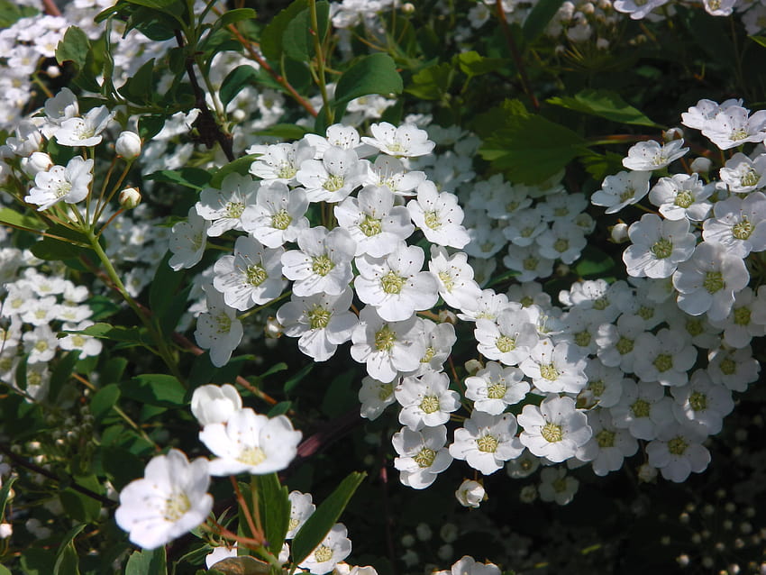 White cluster flowers, bridal wreath HD wallpaper | Pxfuel