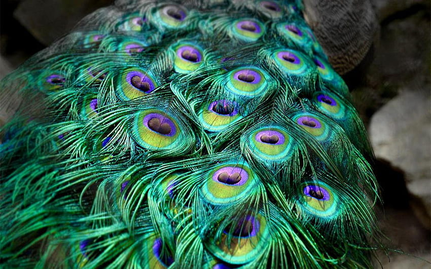 Peacock Feather – Peacock Feather –, beautiful peacock feather HD wallpaper  | Pxfuel