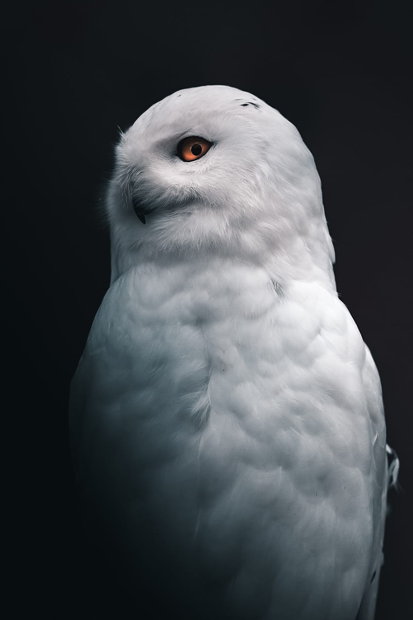 Owl : [50 HQ], animal snowy owl HD phone wallpaper