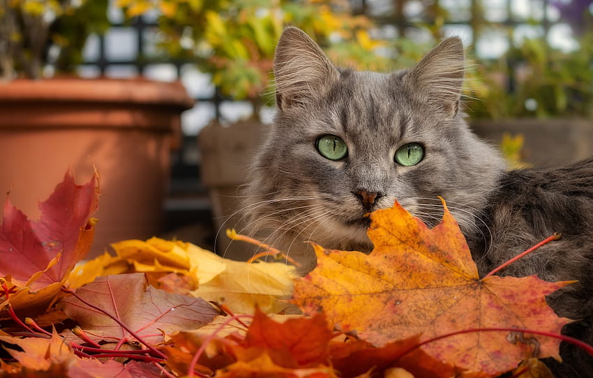 autumn, cat, cat, look, face, leaves, pose, grey, garden, pot, maple, autumn leaves , section кошки, autumn leaves grey HD wallpaper