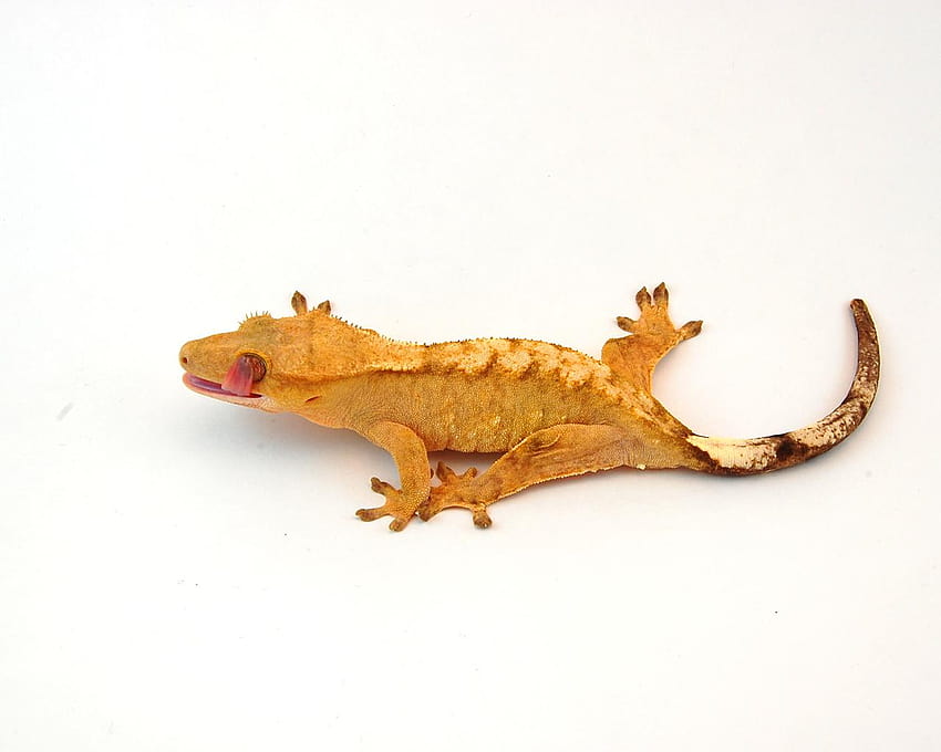 Crested Gecko Why Do Not Eating, crested geckos HD wallpaper