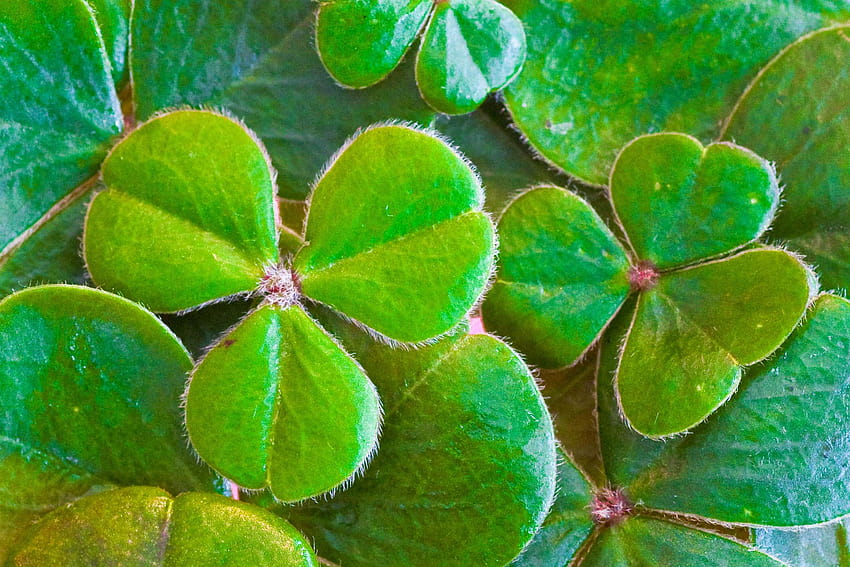 clover, four leaf clover, green, klee, leaves, luck, lucky charm HD wallpaper