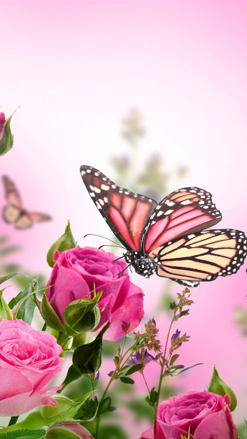 Розови рози, цветя, пеперуди 1080x1920 iPhone 8/7/6/6S Plus , фон, пеперуда и роза HD тапет за телефон