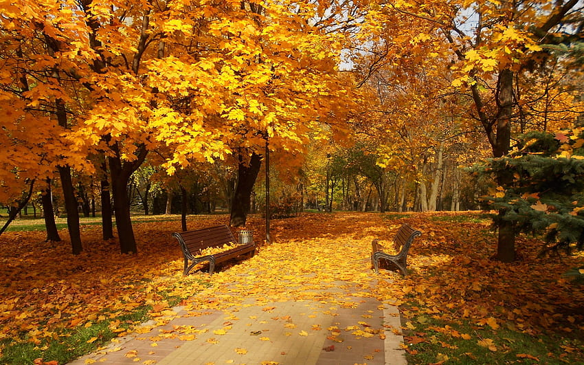 Park, Smart Phones Ios, Fall, Landscape , Forest, park walk HD ...