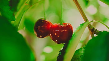 Picked cherries HD wallpapers