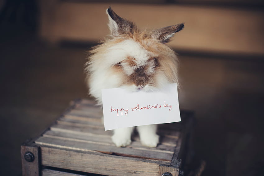 Brown and White Biting a Valentines Day Card · Stock, funny animal valentines day HD wallpaper