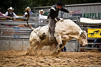 Bull Riding Wallpapers 62 images