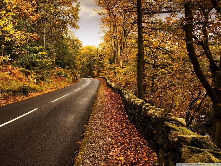Jalan Musim Gugur, jalan perjalanan hutan musim gugur Wallpaper HD