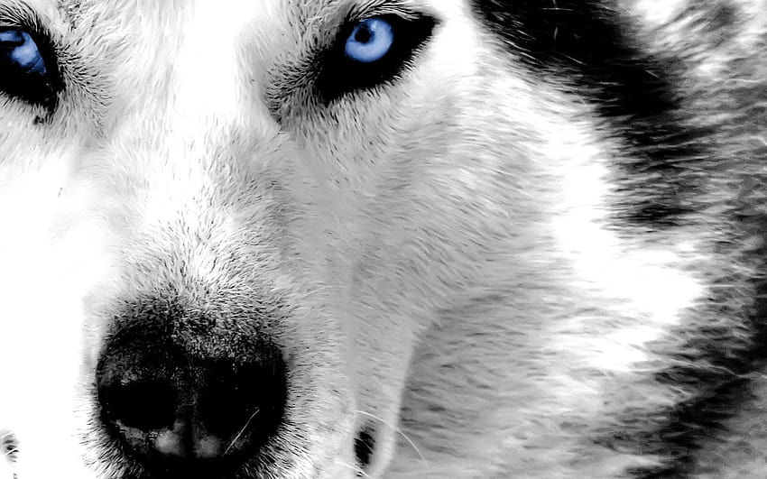 gray wolf face blue eyes