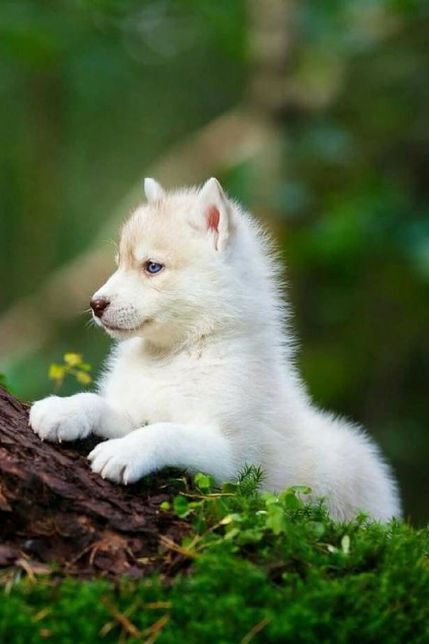 Golden Baby Cute Wolves, cute wolf baby HD phone wallpaper