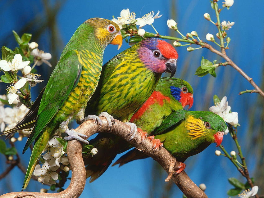 Green Colorful Parrots HD wallpaper