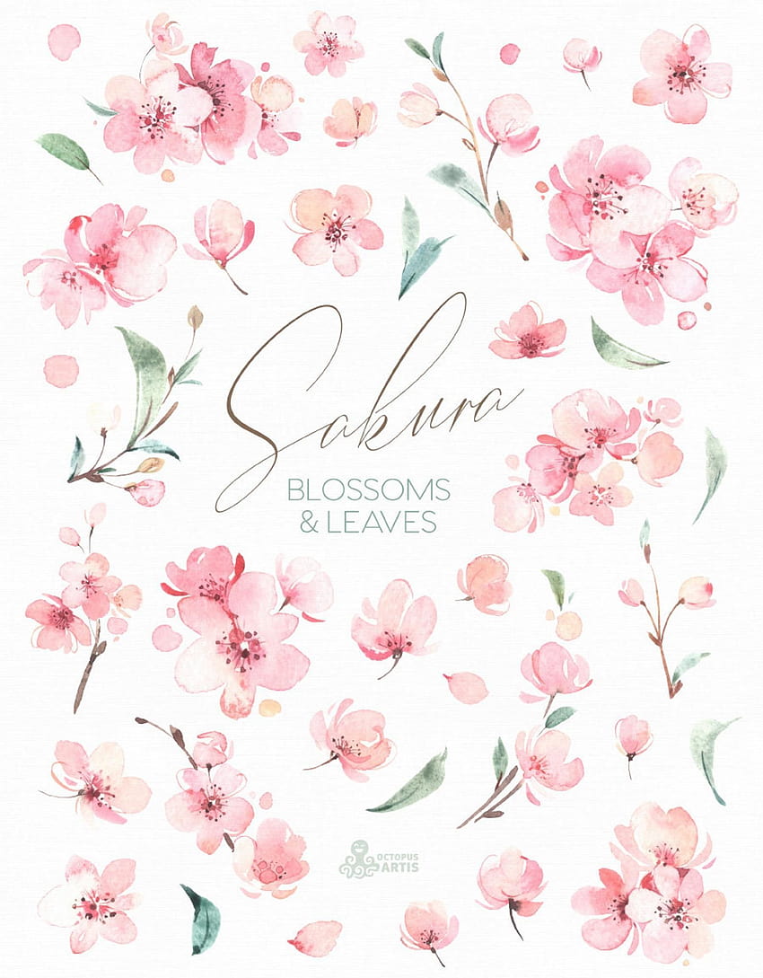 Sakura-Blüten und -Blätter. Aquarell Blumen Clipart, Kirsche, frische, sanfte Blüte HD-Handy-Hintergrundbild