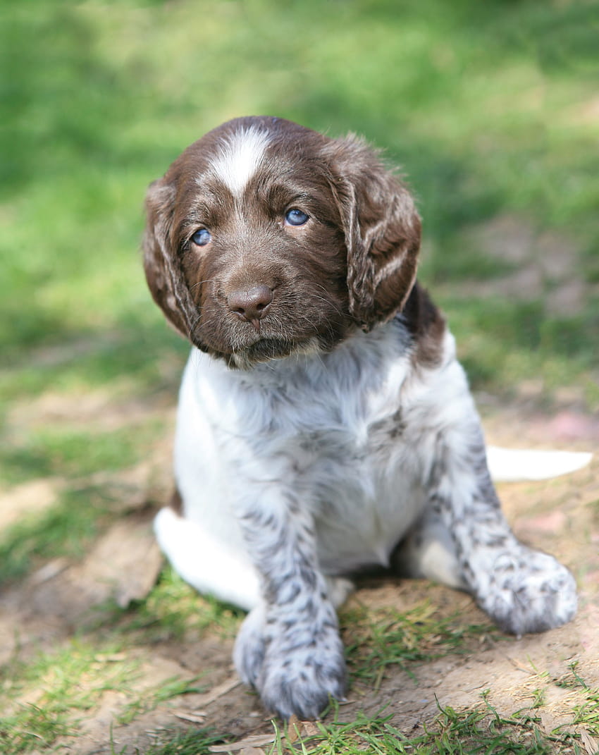 German shorthaired pointer puppy HD wallpapers | Pxfuel