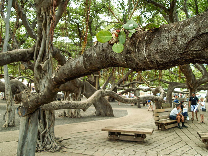 Lahaina Banyan Tree HD wallpaper | Pxfuel