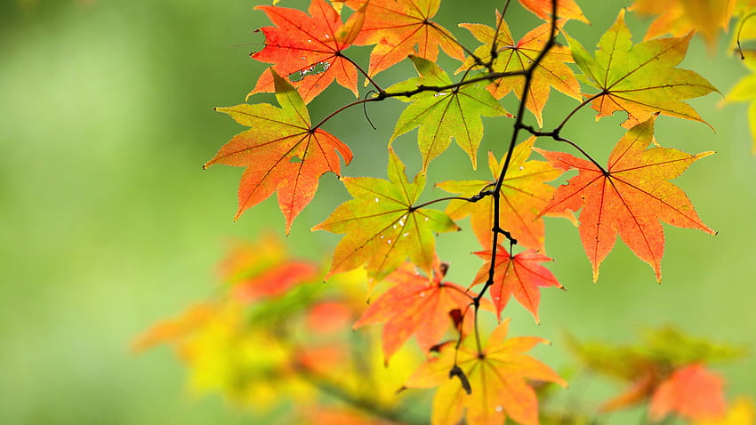 Autumn, maple leaves, twigs, nature 5120x2880 U , autumn maple leaves HD wallpaper