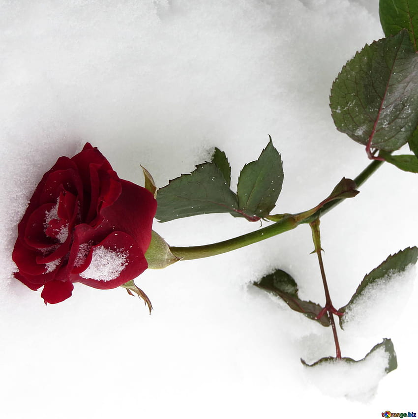 Rose d'hiver roses fanées en hiver sur la neige rose № 16954, roses d'hiver Fond d'écran de téléphone HD