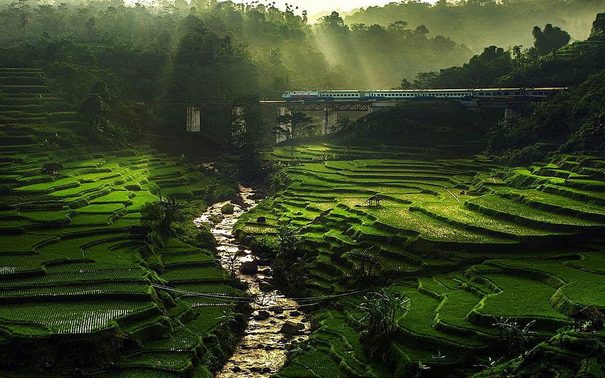 Green rice field, nature, landscape, rice paddy, river, green paddy field HD wallpaper