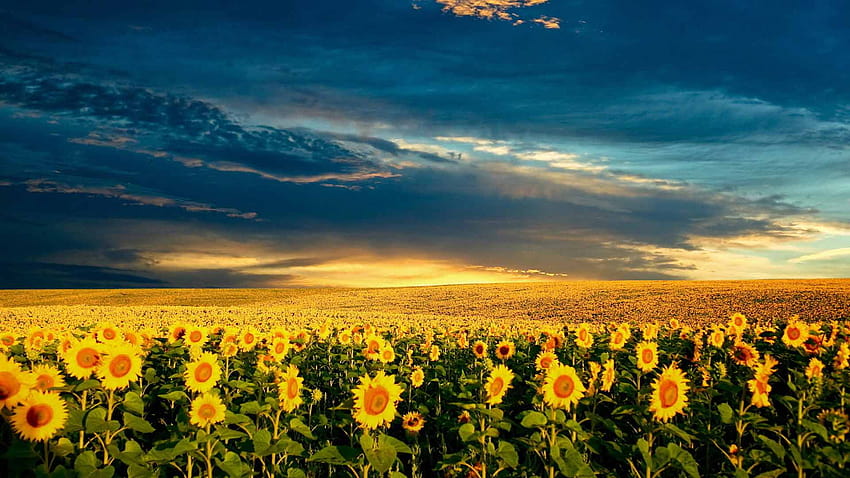 Sunflower Field Backgrounds, field of sunflowers HD wallpaper | Pxfuel