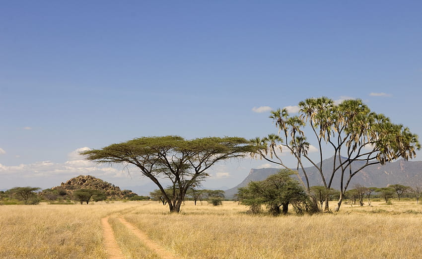 Afrikanische Safari-Landschaft, Instagram, Safari-Hintergrund HD-Hintergrundbild