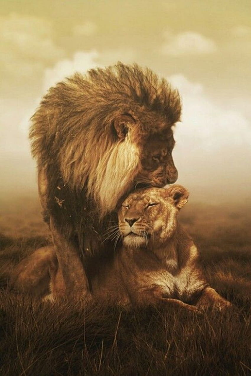 Citações de amor de leões africanos. CitaçõesGram, amor de leão Papel de parede de celular HD