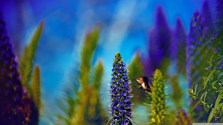 Hummingbird, Pride of Madeira Flowers ❤ for HD wallpaper