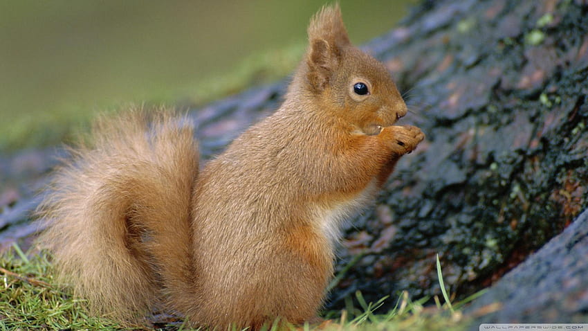 Retrato de esquilo-vermelho comendo Sciurus Vulgaris Escócia Reino Unido papel de parede HD