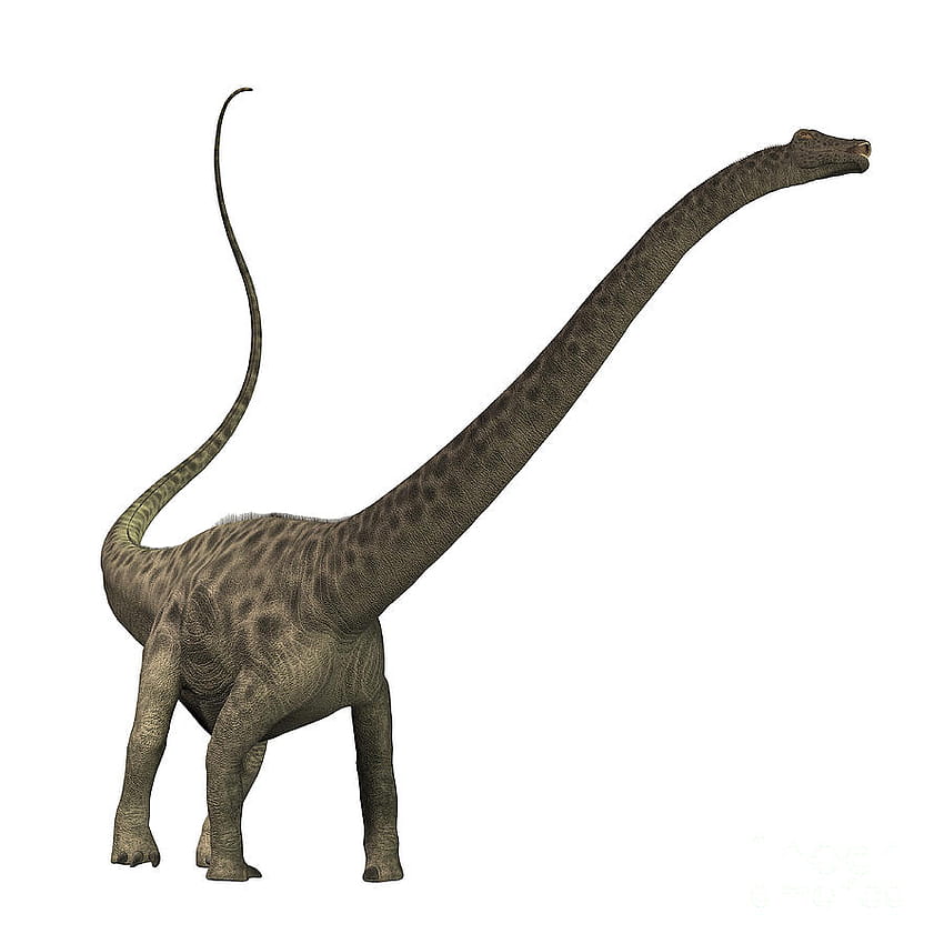 Diplodocus Dinosaur Digital Art by Corey Ford HD phone wallpaper