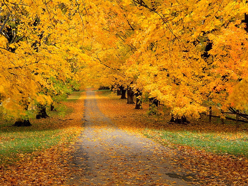ZeroAnd09: Fall Is in the Air, kekaguman musim gugur Wallpaper HD