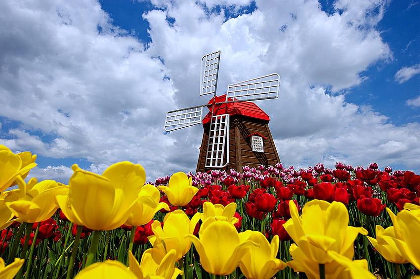 Nature windmill sky clouds spring flowers tulips nature landscaps roses red yellow beauty, cloud spring HD wallpaper