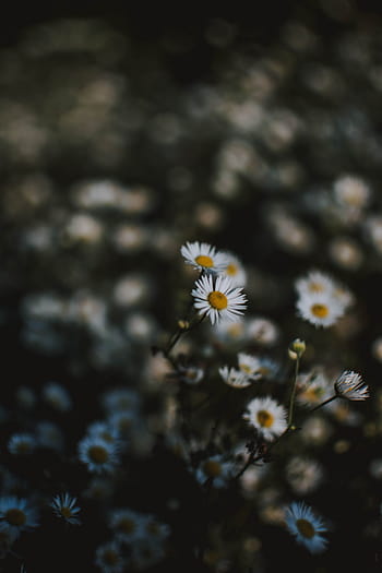 White chamomile flowers are the symbol of purity, innocence and peace. The gentle white petals and the sweet fragrance make them one of the most beloved flowers in the world. Let\'s take a look at the beautiful image of white chamomile flowers to immerse ourselves in the calmness and serenity of nature.