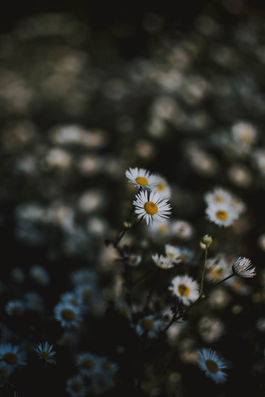 Hãy cùng tập trung lấy nét để ngắm nhìn những bông hoa cúc trắng tinh khôi trong hình ảnh này. Cảm nhận được sự độc đáo và duyên dáng của chúng sẽ làm bạn say đắm ngay từ cái nhìn đầu tiên.
