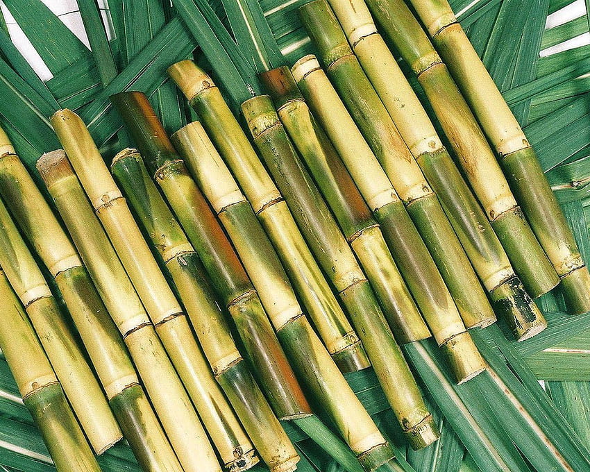 Sugarcane [1529x1024] for your , Mobile & Tablet, sugar cane HD wallpaper