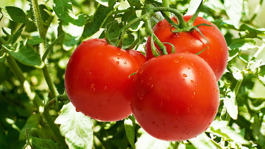 Vegetables garden, red tomatoes, water droplets 1920x1080 Full , vegetable garden HD wallpaper