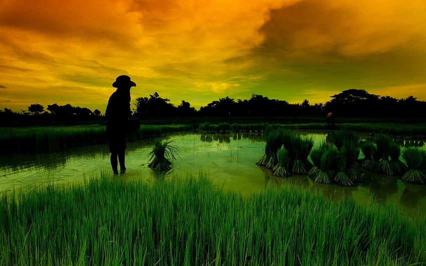Rice sunset 2560x1600, rice field HD wallpaper