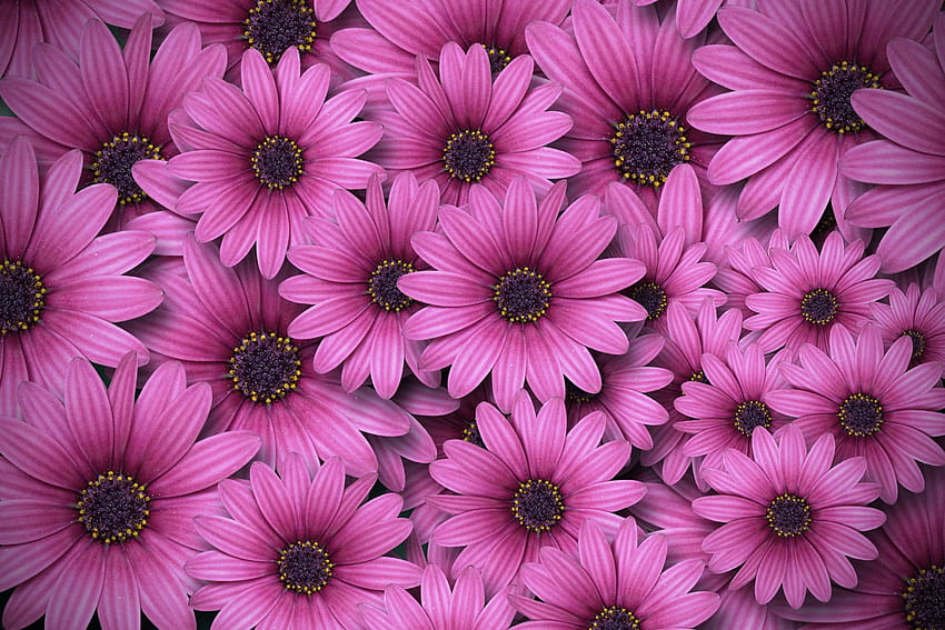 Gerbera flowers , Daisy flowers, Pink daisies, Aesthetic, Spring, Flowers, flower daisy HD wallpaper