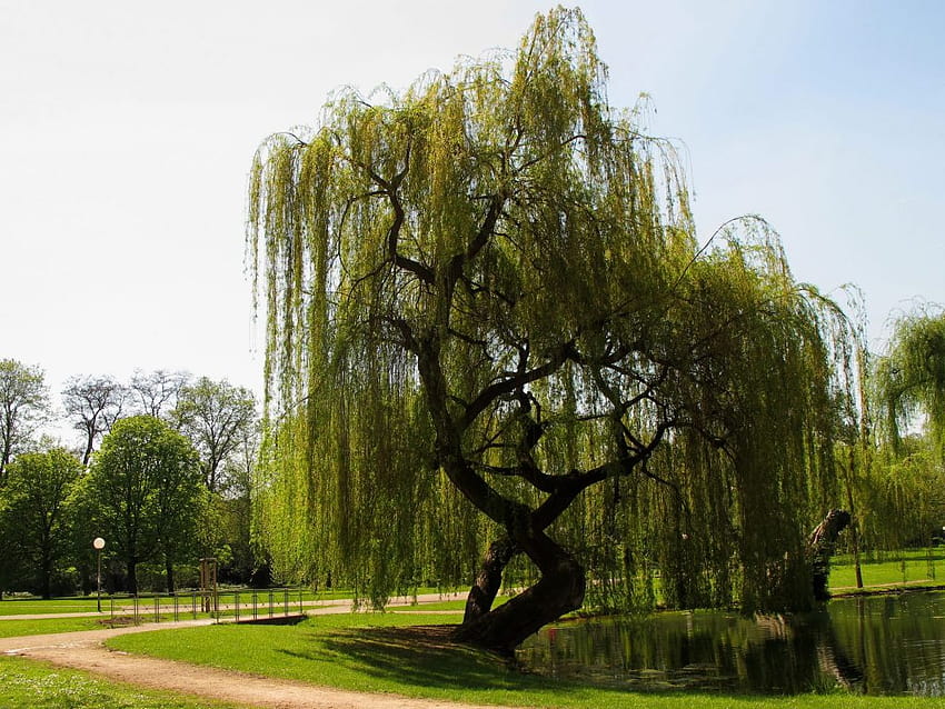 The Weeping Willow, weeping willow trees HD wallpaper