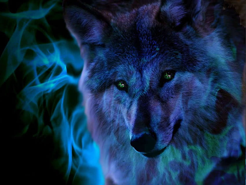 Impresionantes s de lobo de anime, s de lobo de fuego geniales, lobo alfa de anime fondo de pantalla