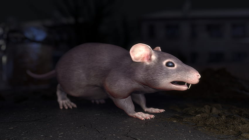 Fette Ratte HD-Hintergrundbild