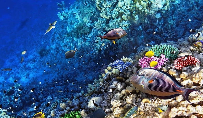 Cruzeiro econômico na Grande Barreira de Corais, grande parque marinho de recifes de barreira papel de parede HD