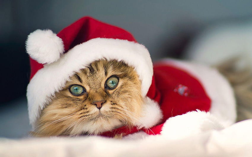 Noel Kedi, kedi ve köpek yılbaşı HD duvar kağıdı
