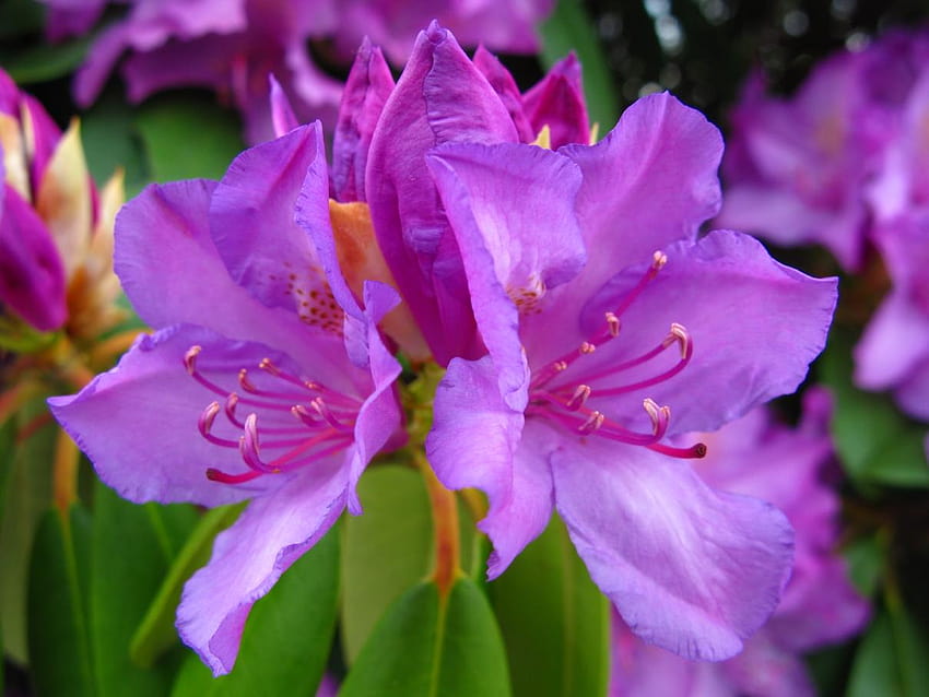 File:Rhododendron closeup.jpg, rhododendron west virginia HD wallpaper