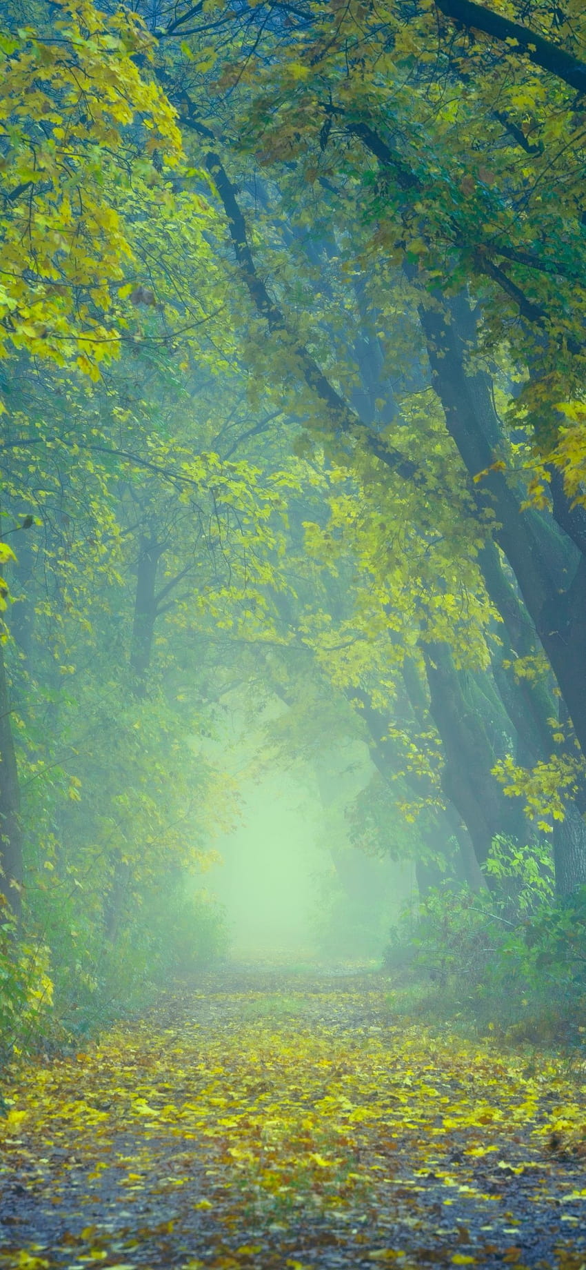 Pathway, raod, autumn, leaves, tree, nature, 1125x2436, android full blur nature HD phone wallpaper