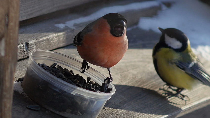 Closeup of male bullfinch and great tit peck sunflower seeds from, frosty perch HD wallpaper