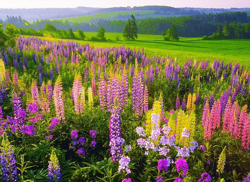 ดอกหญ้า ทุ่งดอกลูปิน ดอกไม้ป่าบนภูเขาหลากสีสัน ความสดชื่น ทุ่งดอกลูปิน วอลล์เปเปอร์ HD