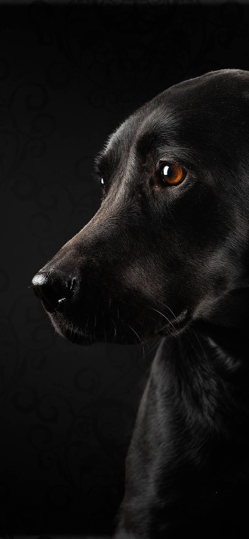 Black dog and black background, look 1242x2688 iPhone XS Max, white and black dogs HD phone wallpaper