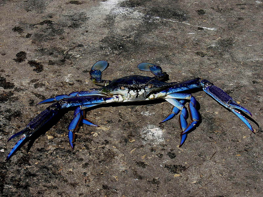 Blue Crab, crabs HD wallpaper