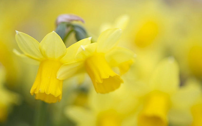 Daffodils Nature Yellow Flowers, yellow daffodils flowers spring HD wallpaper