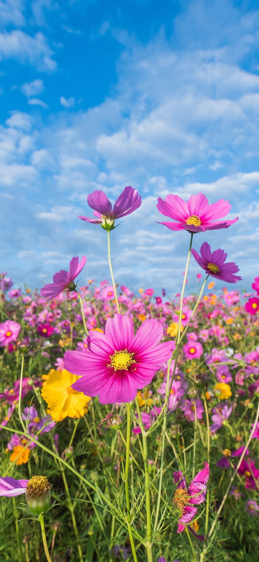 Bunga merah muda, kosmos, padang rumput, musim panas 1242x2688 iPhone 11 Pro/XS, iphone musim panas 11 wallpaper ponsel HD